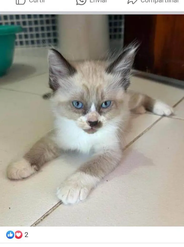 Gato ra a Sem raça  idade Abaixo de 2 meses nome Luke