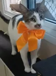 Pipa
