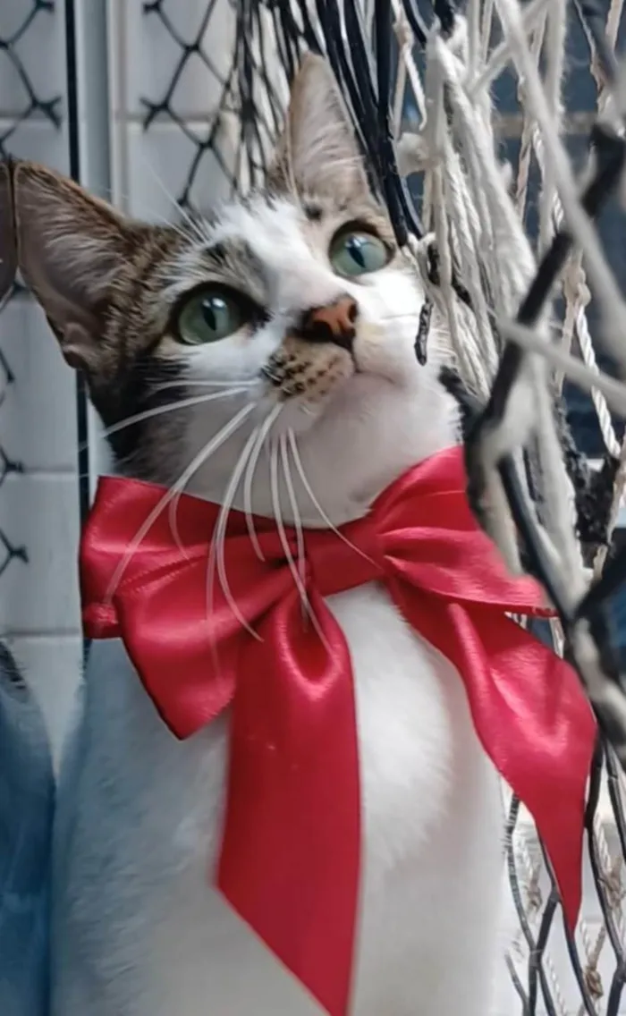 Gato ra a SRD-ViraLata idade 1 ano nome Pipa