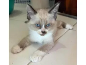Gato raça Sem raça  idade Abaixo de 2 meses nome Luke