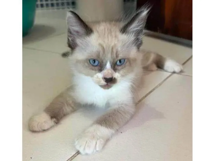 Gato ra a Sem raça  idade Abaixo de 2 meses nome Luke