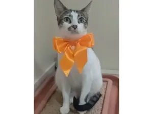 Gato raça SRD-ViraLata idade 1 ano nome Pipa