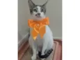 Pipa