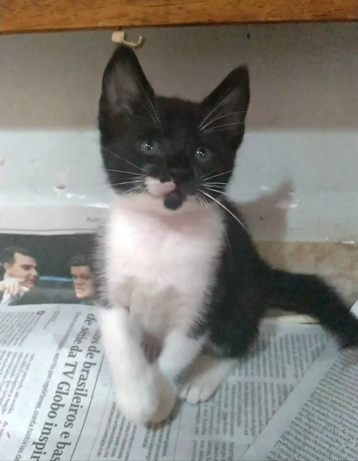 Gato ra a SRD-ViraLata idade 2 a 6 meses nome Thomas