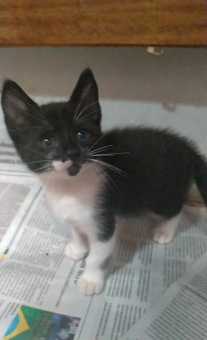 Gato ra a SRD-ViraLata idade 2 a 6 meses nome Thomas