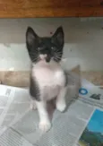 Thomas