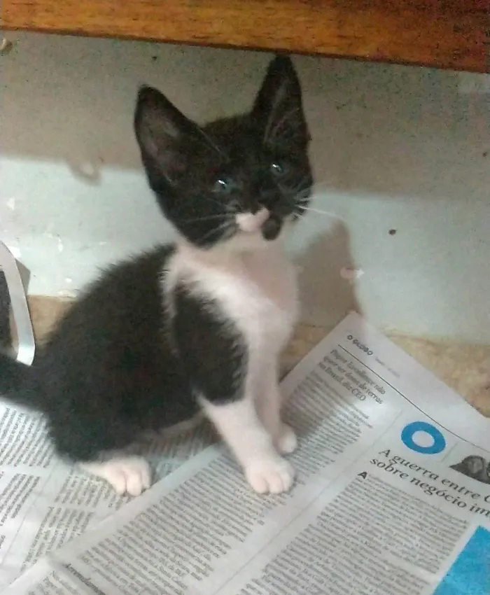 Gato ra a SRD-ViraLata idade 2 a 6 meses nome Thomas