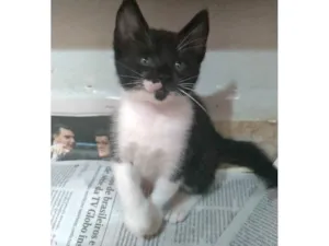 Gato raça SRD-ViraLata idade 2 a 6 meses nome Thomas