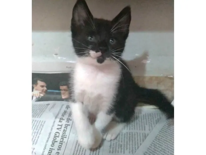 Gato ra a SRD-ViraLata idade 2 a 6 meses nome Thomas