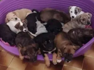 Cachorro raça SRD-ViraLata idade 2 a 6 meses nome Bebês 