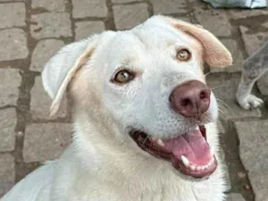 Cachorro raça SRD-ViraLata idade 2 anos nome Norak