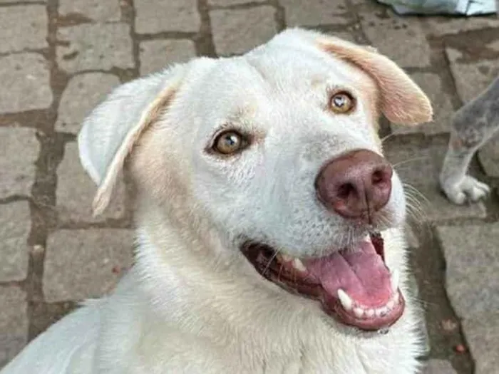 Cachorro ra a SRD-ViraLata idade 2 anos nome Norak