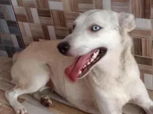 Cachorro raça SRD-ViraLata idade 1 ano nome Estrela