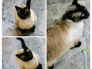 Gato raça Siamês idade  nome Gatinha 