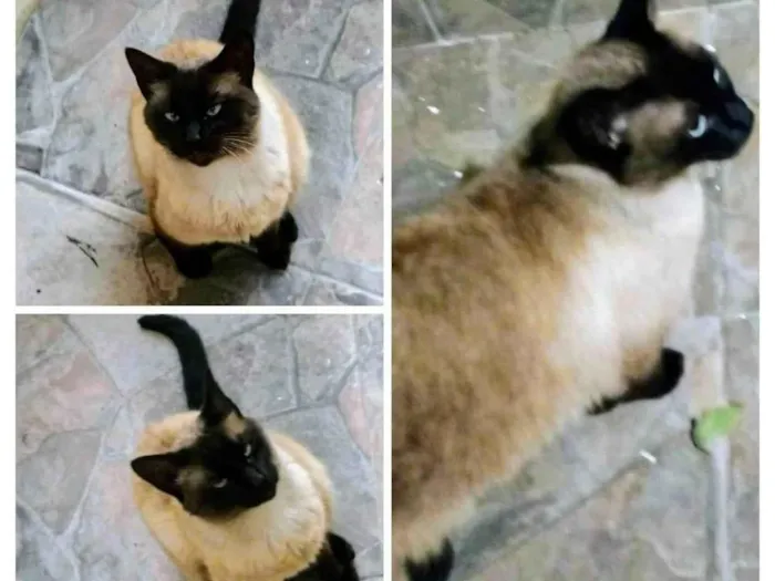 Gato ra a Siamês idade  nome Gatinha 