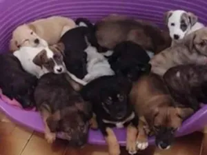 Cachorro raça SRD-ViraLata idade 2 a 6 meses nome Bebês 