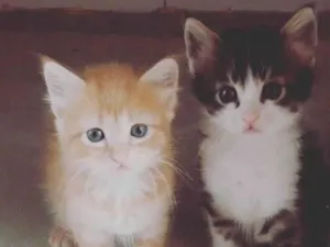 Gato raça Srd idade 2 a 6 meses nome .......