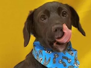 Cachorro raça SRD-ViraLata idade 2 a 6 meses nome Bento
