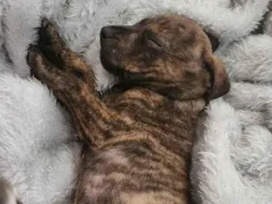 Cachorro raça SRD-ViraLata idade 2 a 6 meses nome Bebês (alguns mix pit)