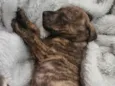 Bebês (alguns mix pit)