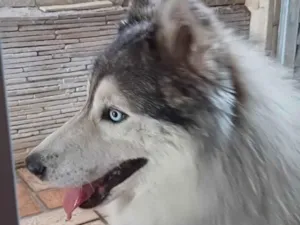 Cachorro raça Husky Siberiano idade 5 anos nome Thor