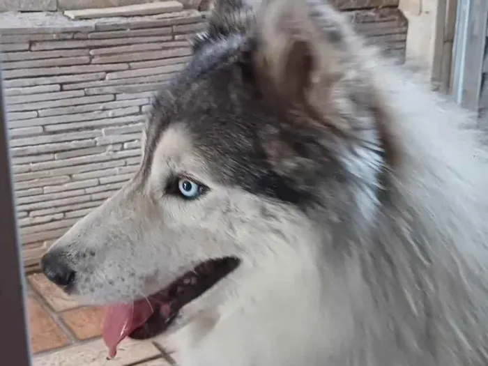 Cachorro ra a Husky Siberiano idade 5 anos nome Thor