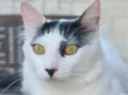 Safira