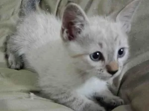 Gato raça SRD-ViraLata idade 2 a 6 meses nome Jade