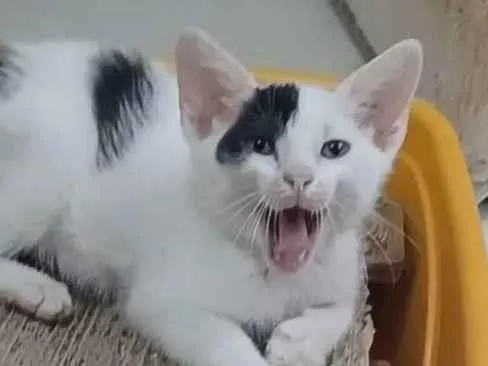 Gato ra a SRD-ViraLata idade 2 a 6 meses nome Tobias