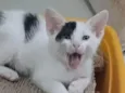 Tobias
