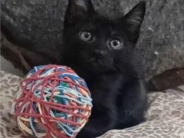 Gato ra a SRD-ViraLata idade 2 a 6 meses nome CHOKITO 