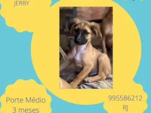 Cachorro raça SRD-ViraLata idade 2 a 6 meses nome Jerry