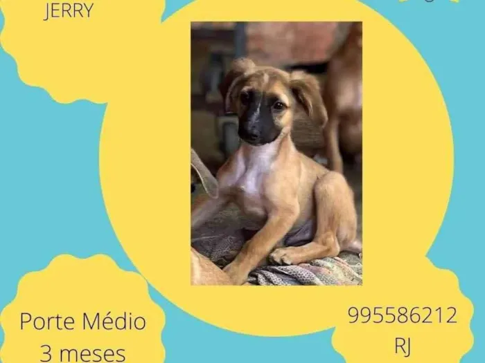 Cachorro ra a SRD-ViraLata idade 2 a 6 meses nome Jerry
