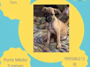 Cachorro raça SRD-ViraLata idade 2 a 6 meses nome Tom