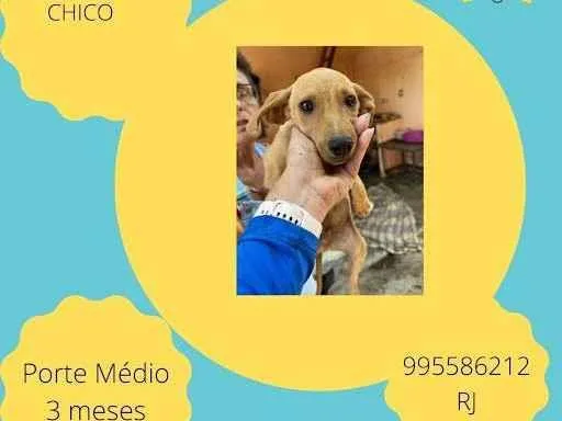 Cachorro ra a SRD-ViraLata idade 2 a 6 meses nome Chico