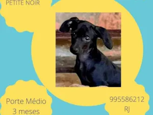 Cachorro raça SRD-ViraLata idade 2 a 6 meses nome Petite Noir