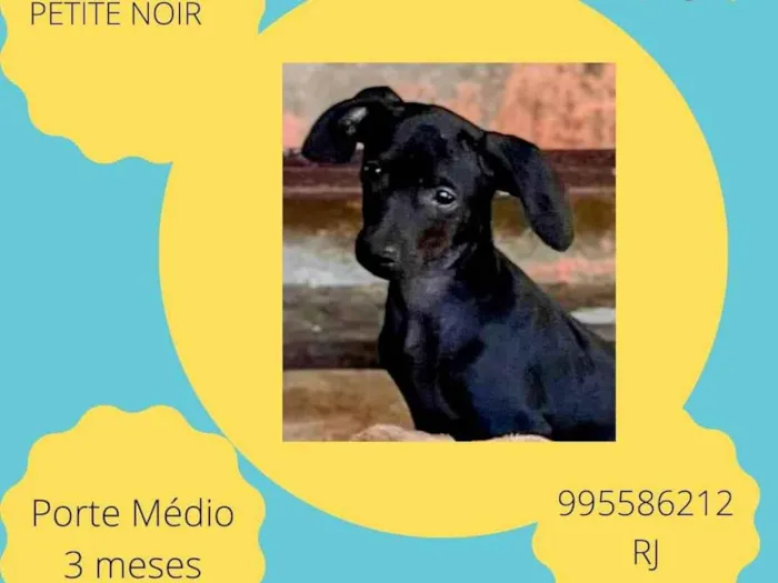Cachorro ra a SRD-ViraLata idade 2 a 6 meses nome Petite Noir