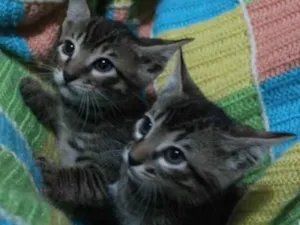 Gato raça SRD-ViraLata idade Abaixo de 2 meses nome 4 BEBÊS FELINOS
