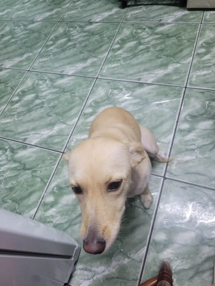 Cachorro ra a SRD-ViraLata idade 1 ano nome Pipoca
