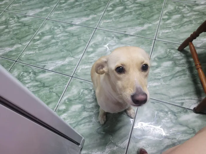 Cachorro ra a SRD-ViraLata idade 1 ano nome Pipoca