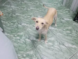 Cachorro raça SRD-ViraLata idade 1 ano nome Pipoca