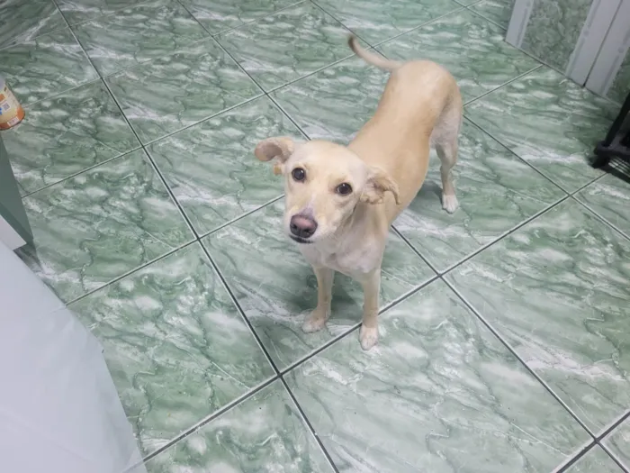 Cachorro ra a SRD-ViraLata idade 1 ano nome Pipoca