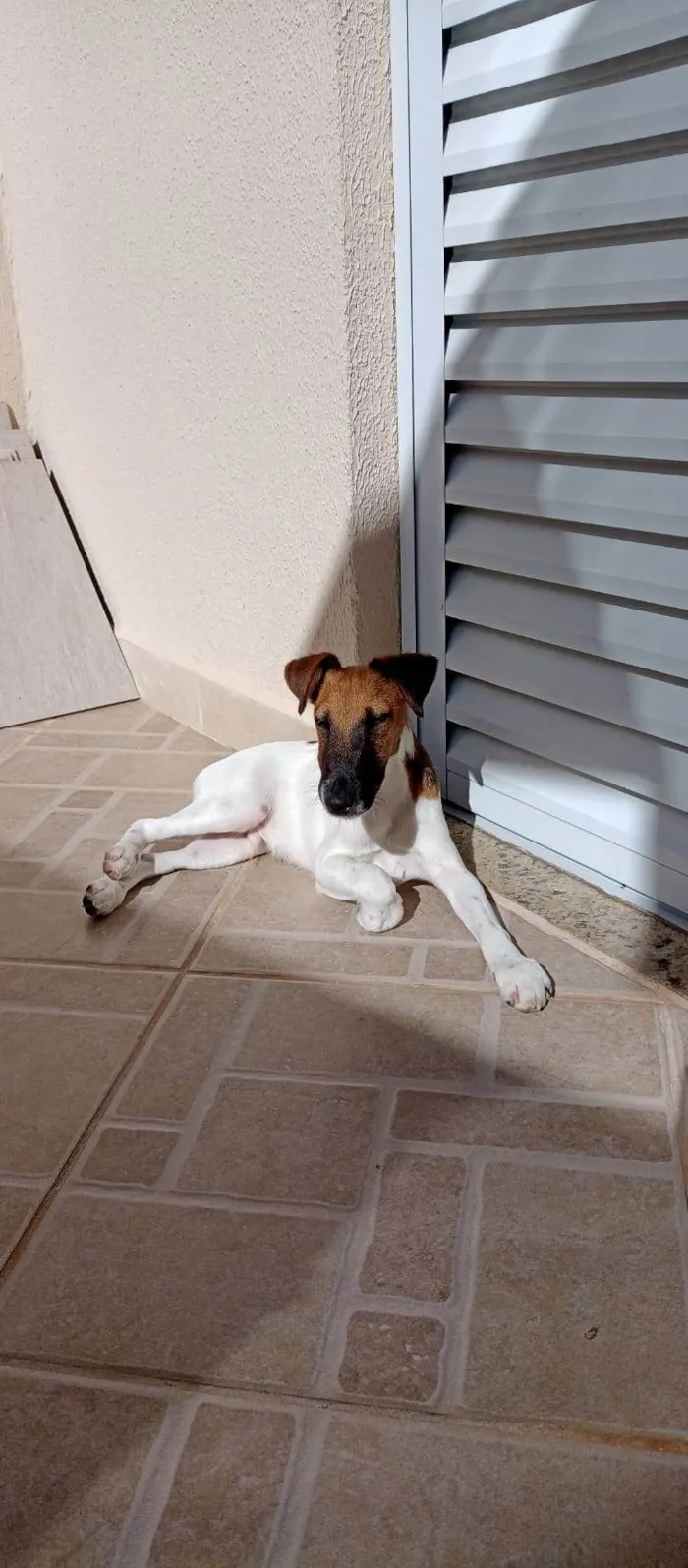 Cachorro ra a Fox Terrier idade 7 a 11 meses nome LUKE