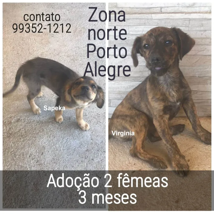 Cachorro ra a SRD-ViraLata idade 2 a 6 meses nome SAPEKA e VIRGÍNIA