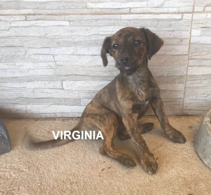 Cachorro ra a SRD-ViraLata idade 2 a 6 meses nome SAPEKA e VIRGÍNIA