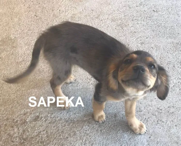 Cachorro ra a SRD-ViraLata idade 2 a 6 meses nome SAPEKA e VIRGÍNIA