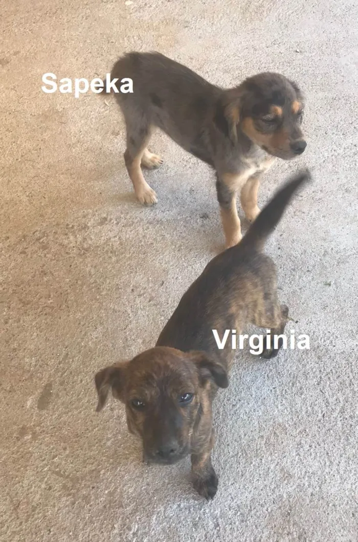Cachorro ra a SRD-ViraLata idade 2 a 6 meses nome SAPEKA e VIRGÍNIA