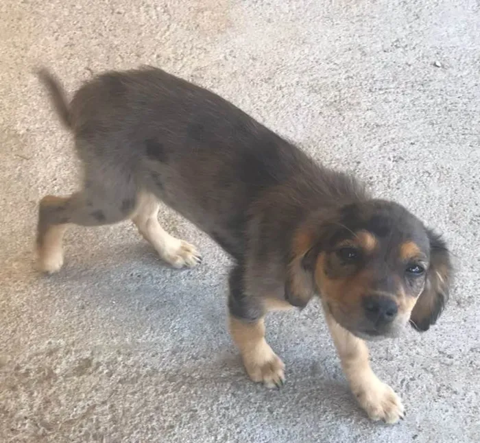 Cachorro ra a SRD-ViraLata idade 2 a 6 meses nome SAPEKA e VIRGÍNIA