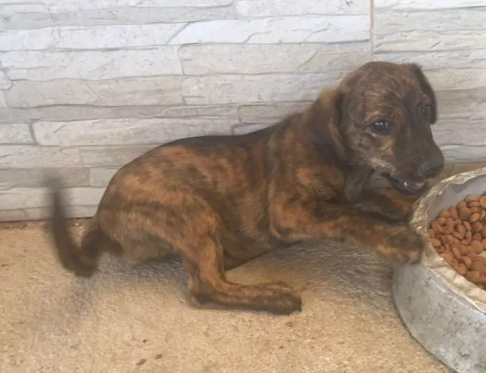 Cachorro ra a SRD-ViraLata idade 2 a 6 meses nome SAPEKA e VIRGÍNIA