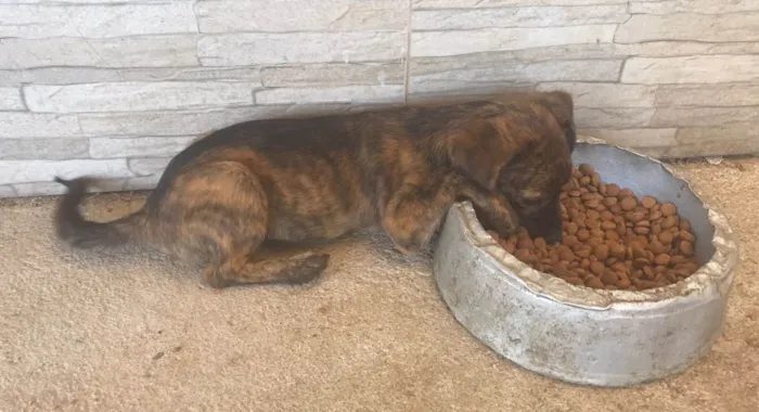 Cachorro ra a SRD-ViraLata idade 2 a 6 meses nome SAPEKA e VIRGÍNIA